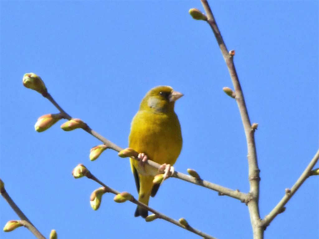 Verdone (Carduelis chloris)